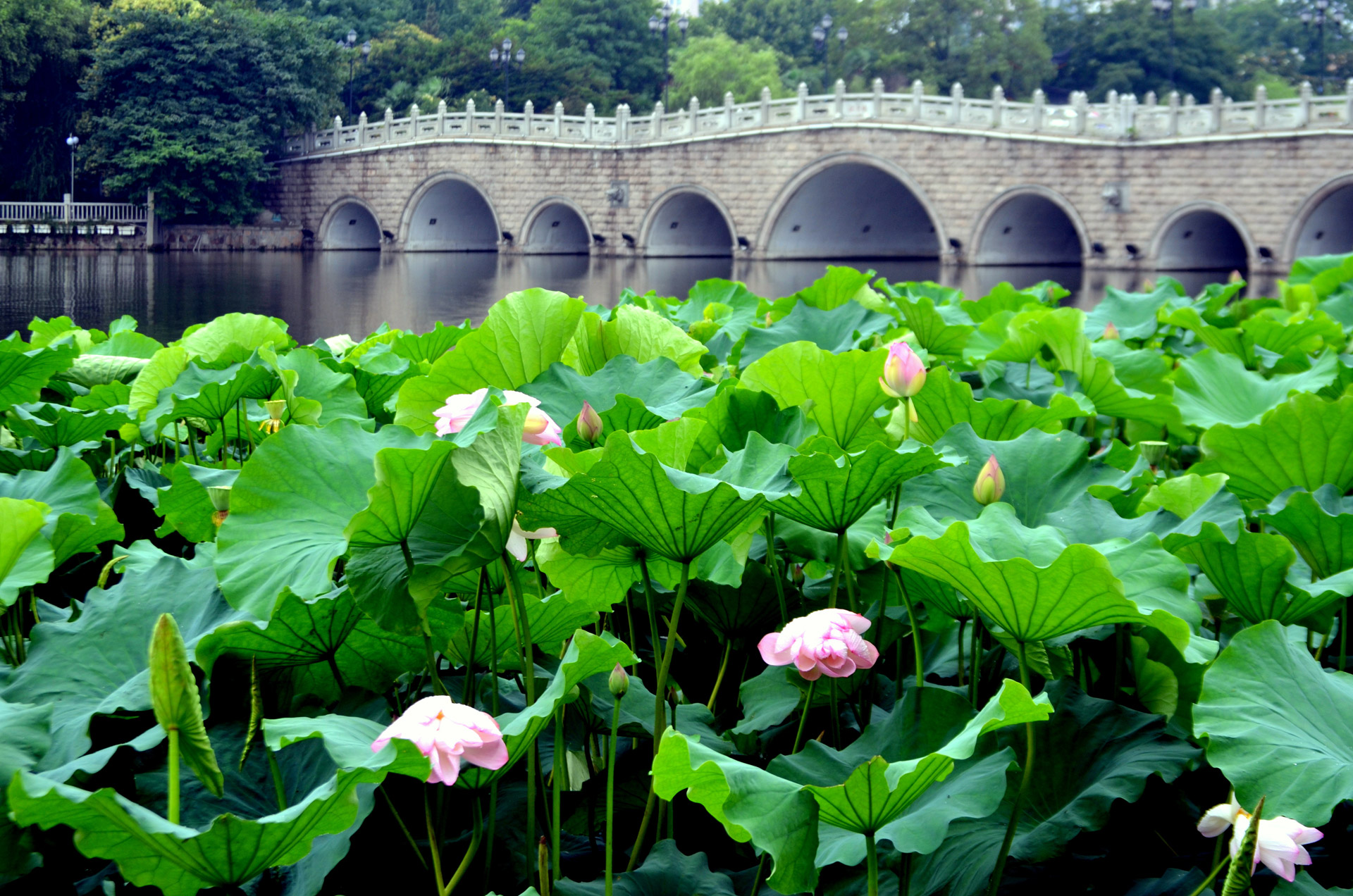 lotus-flower-field.jpg