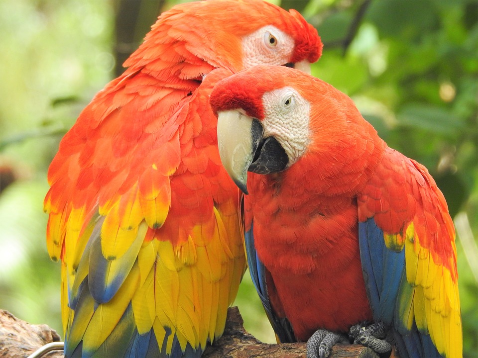  Beautiful  Bird  Couple  Love Each other  Steemit