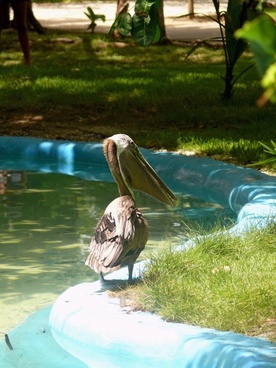 pelican_183566.jpg