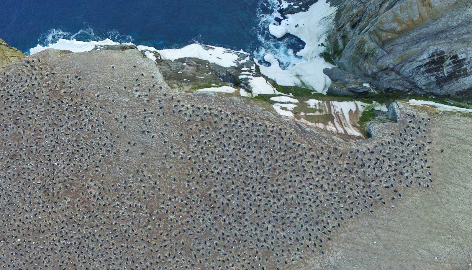 penguin_colony_above_1600.jpg
