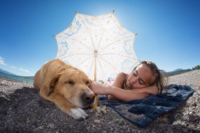 summer-heat-safety-dogs-2.jpg