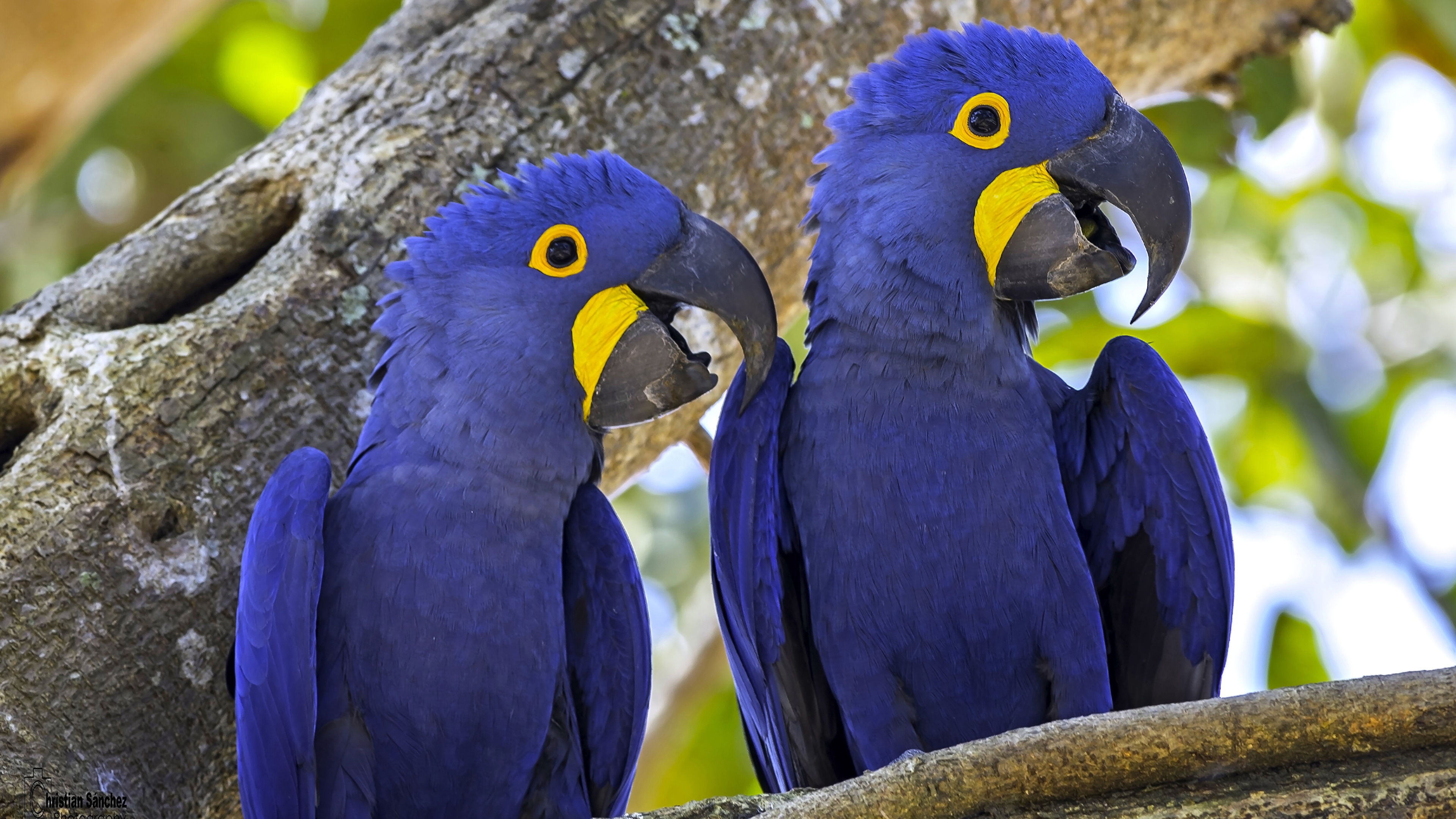 Hyacinth Macaw.jpg