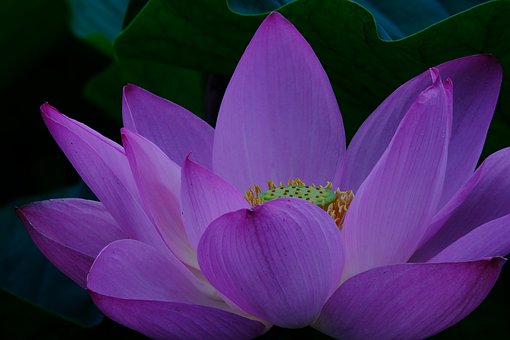 Flowers-Aquatic-Leaf-Natural-Plant-Lotus-3127178.jpg