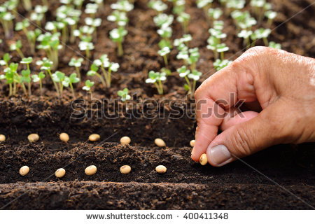 stock-photo-farmer-s-hand-planting-seeds-in-soil-400411348.jpg