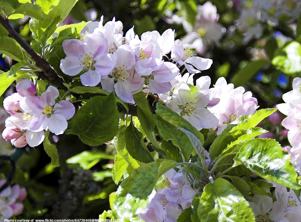 SpringAppleBlossoms-001-031217.jpg