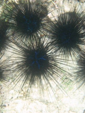 Ultraviolet Urchin.jpg