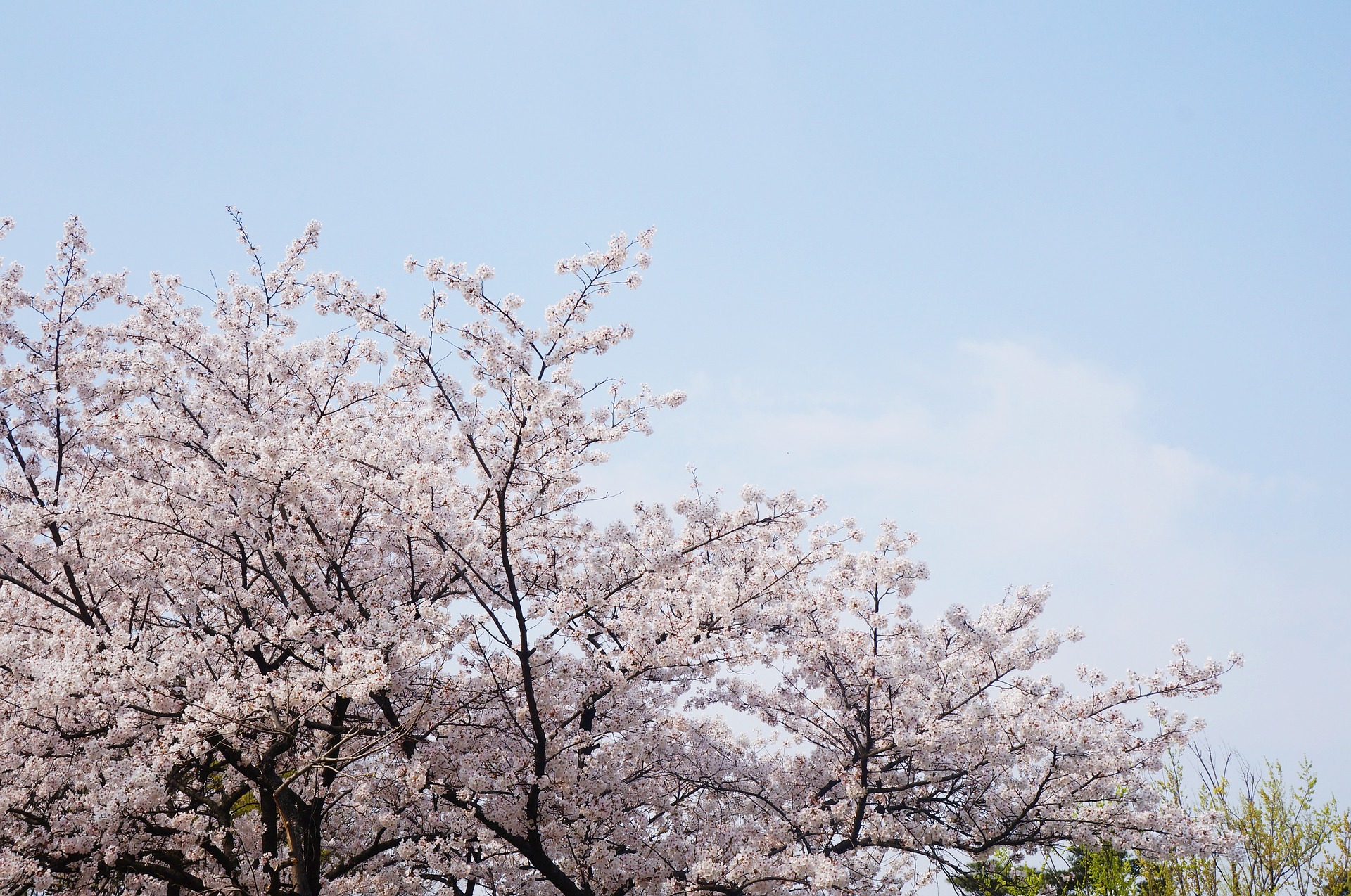 cherry-blossom-2669253_1920.jpg