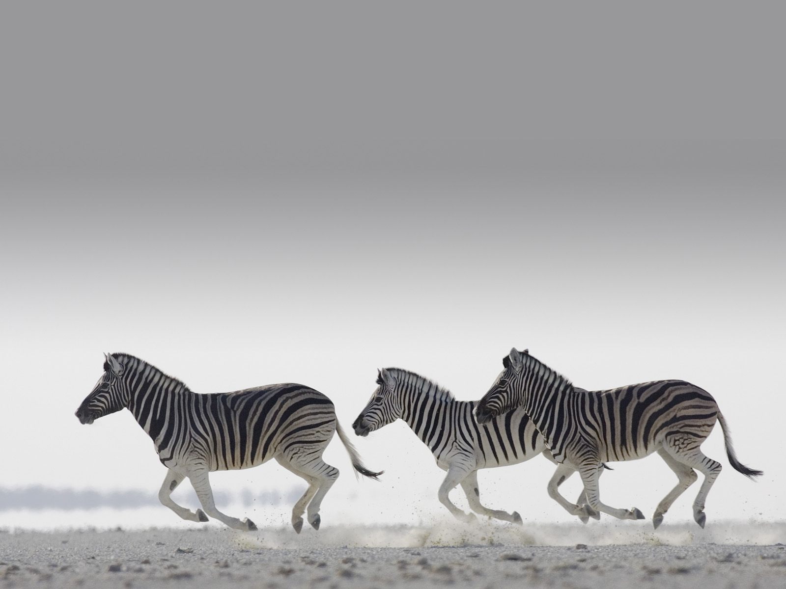 zebra-animal-hd-wallpaper1.jpg