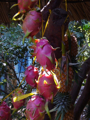 Dragon_fruit-in-vietname.jpg