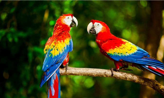 scarlet-macaw.jpg