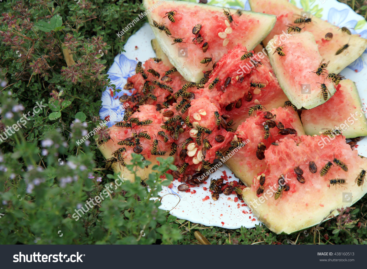 stock-photo-swarm-of-wasps-eating-a-watermelon-438160513.jpg