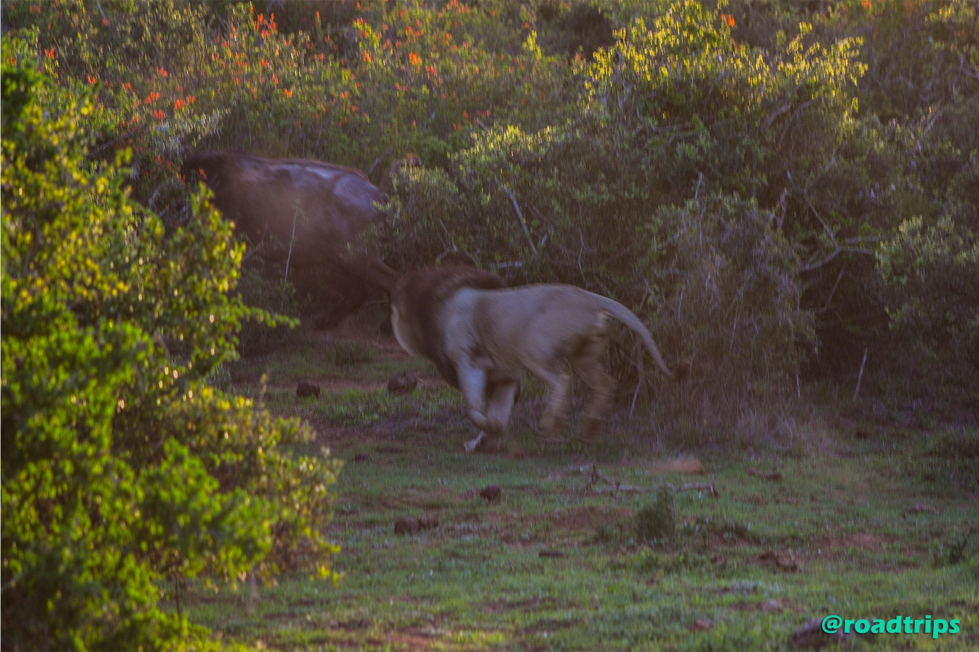 hunting-a-waterbuffalo.jpg