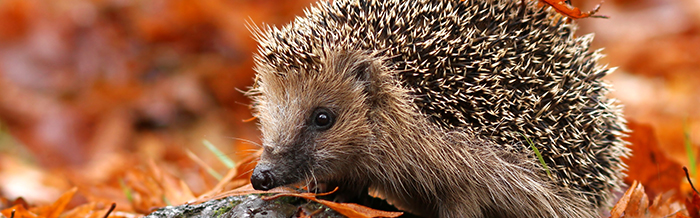 hedgehog-header1.jpg