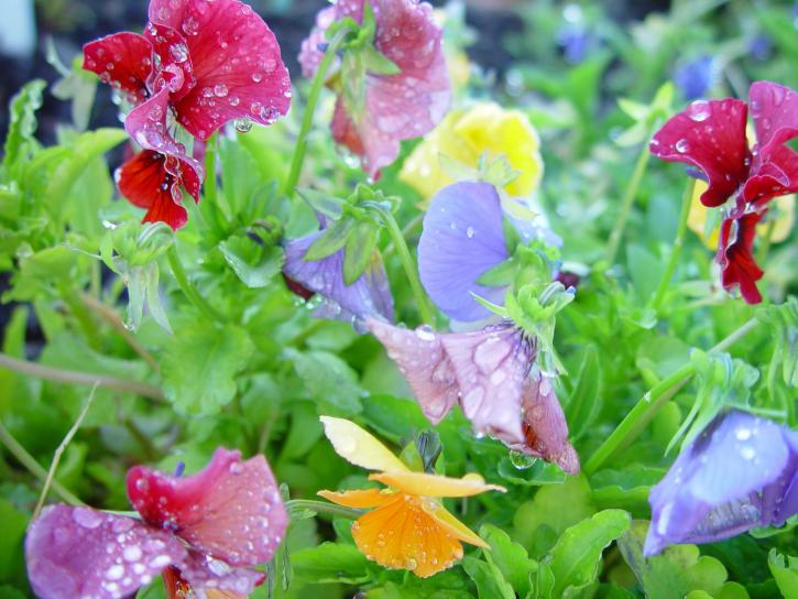 colourful-flowers-725x544.jpg