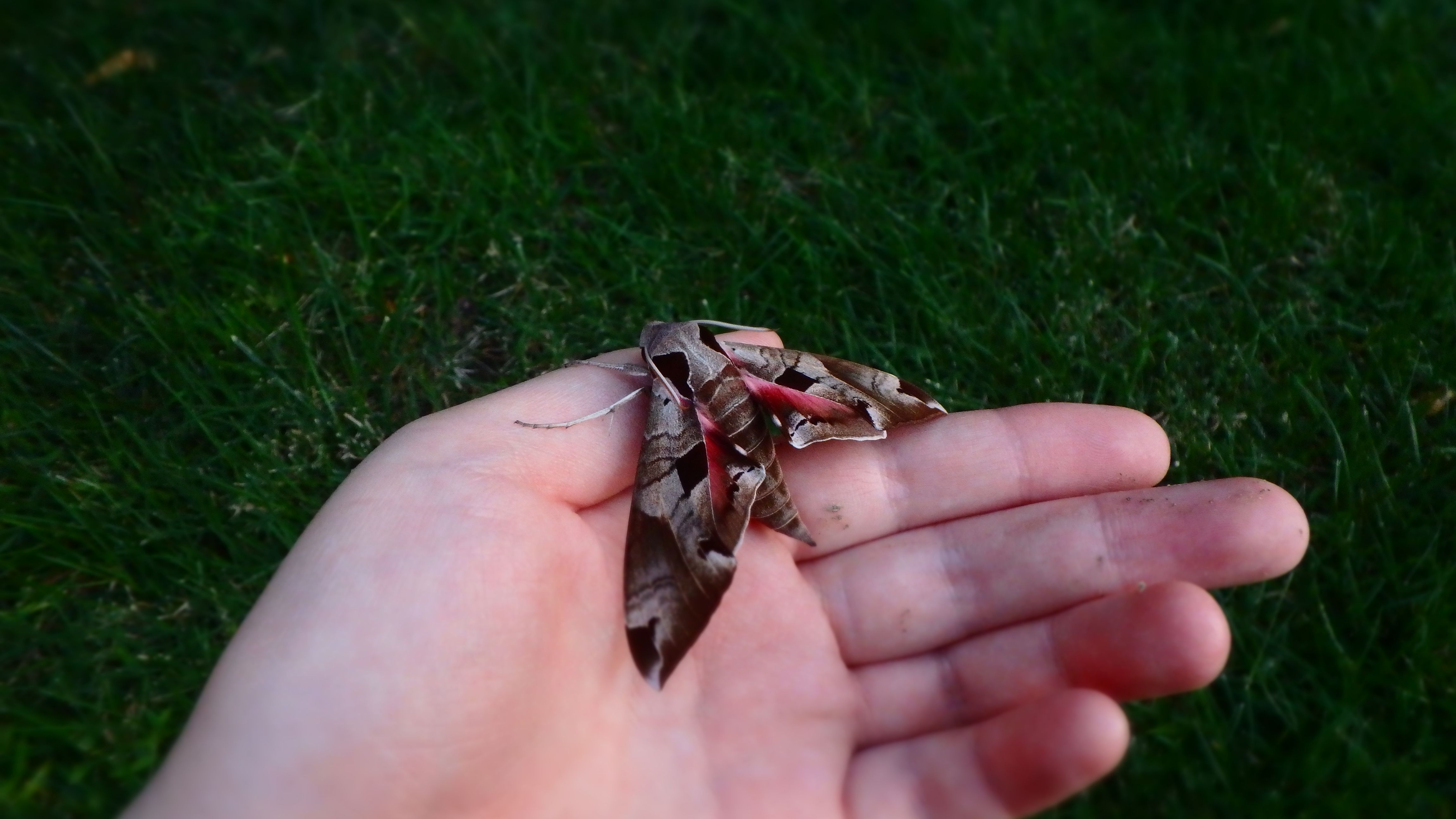 Wine-Colored Moth.JPG