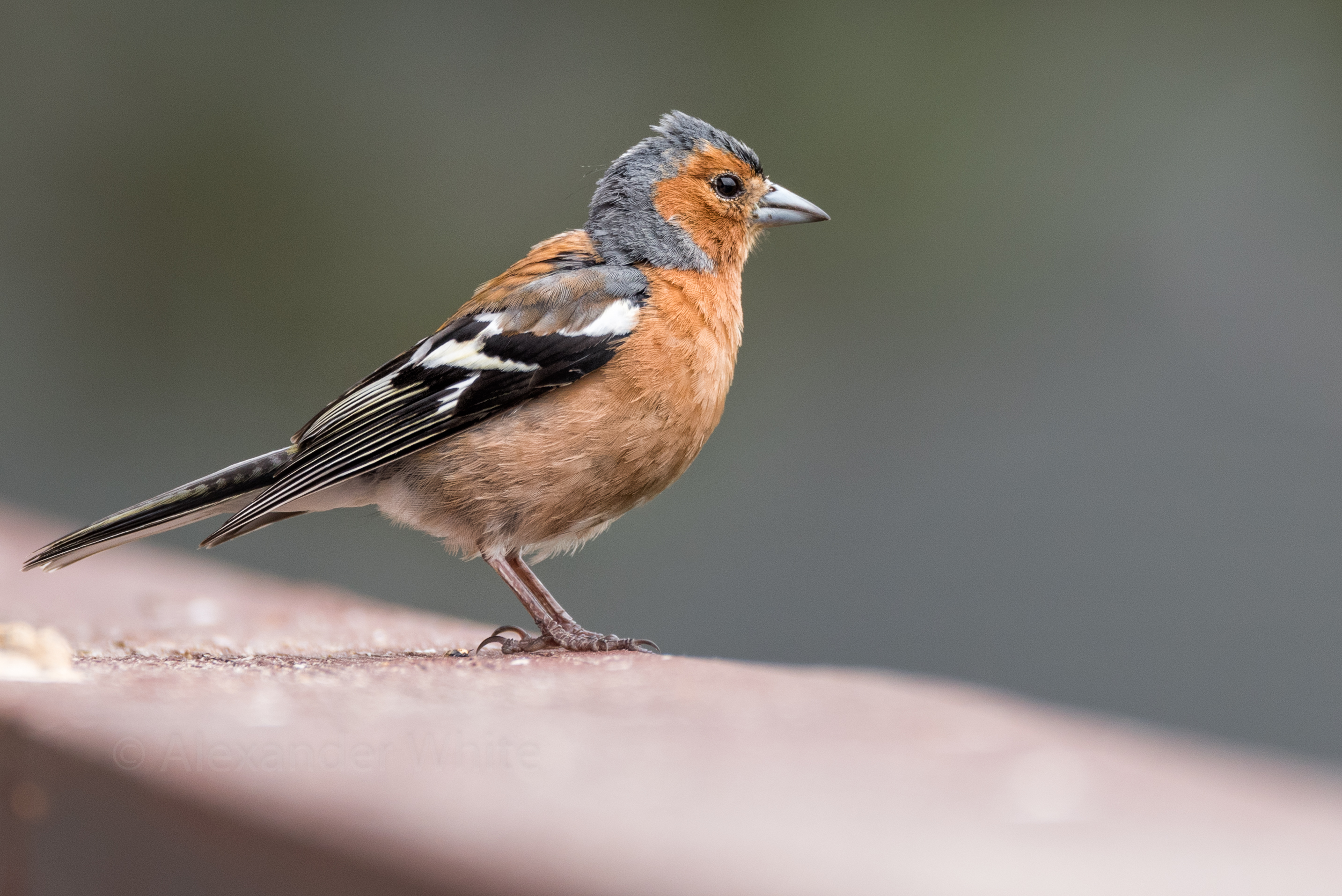 Chaffinch.JPG