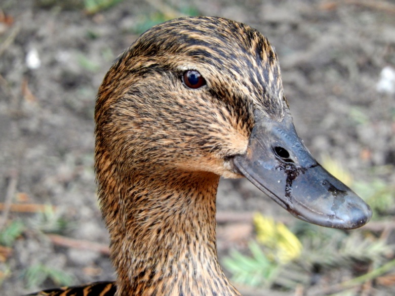 duck4.jpg