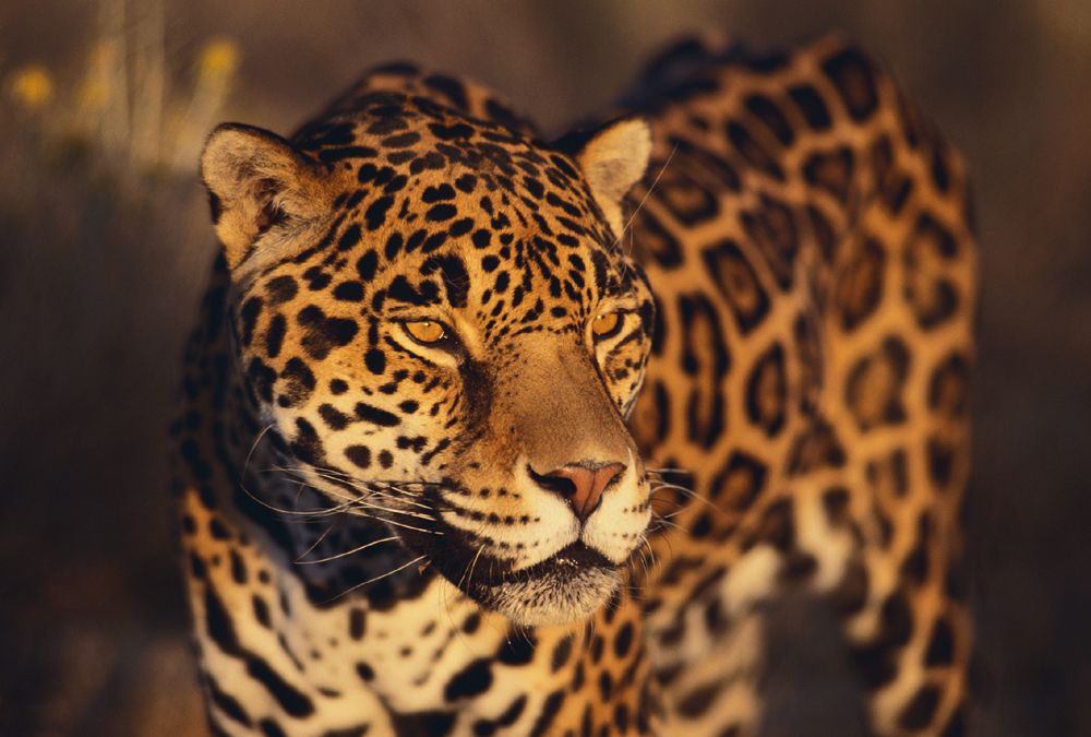 jaguar-thinkstock-78748072.jpg