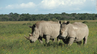 najin-fatu-northern white rhino.jpg