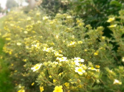 yellowlittleflowers.jpg