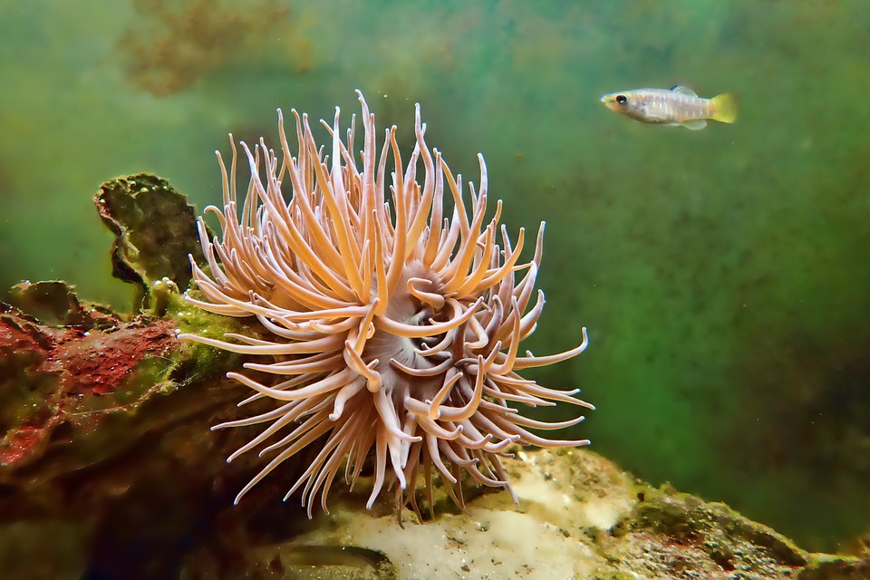 Color-Plant-Nature-Underwater-Fish-Tropical-Coral-3128371.jpg