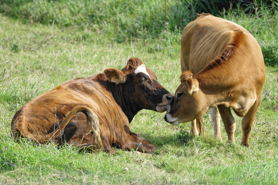 amour-vaches_a654512_dxo_37155839730_o (FILEminimizer).jpg