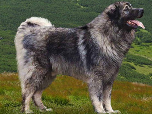 illyrian-sheepdog.jpg