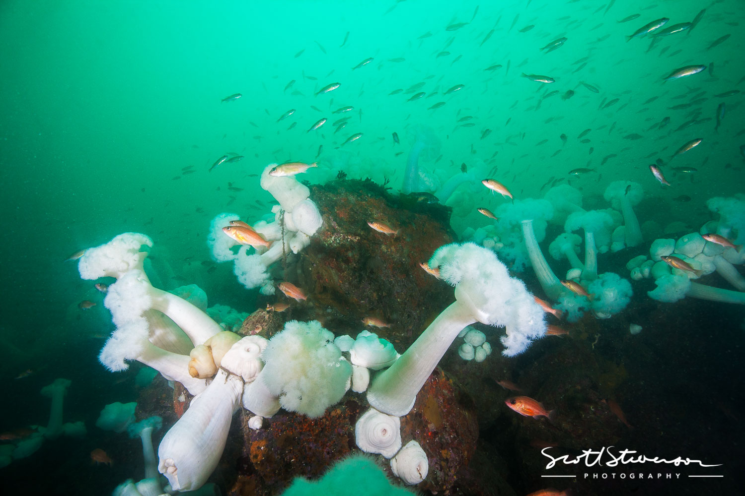 Puget Sound Rockfish-2.jpg