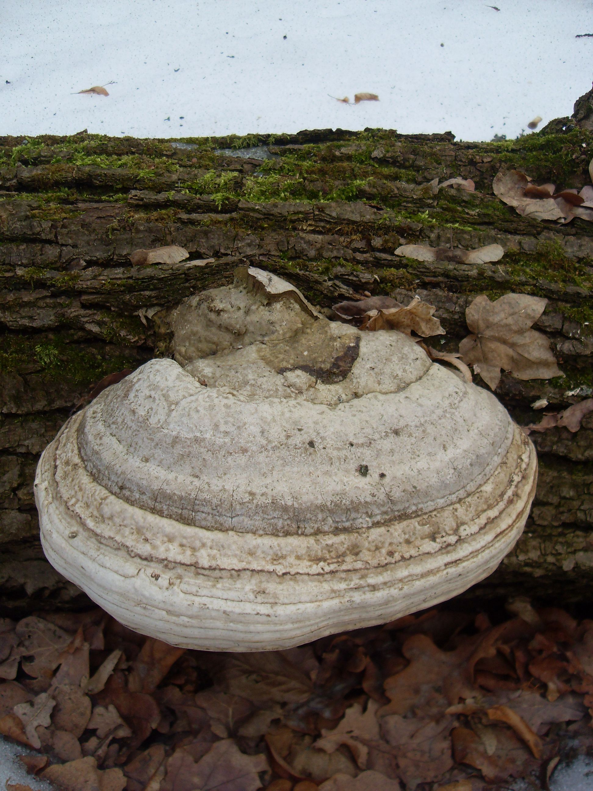 SDC12654.JPG