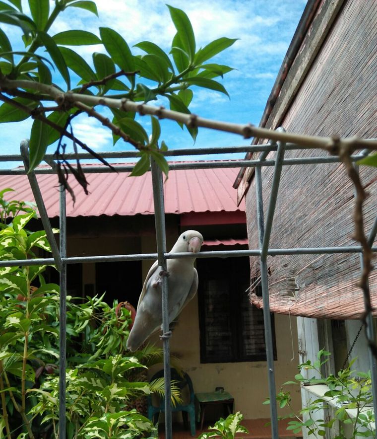 Wow.. Saya Kedatangan Love Bird Albino   .jpg