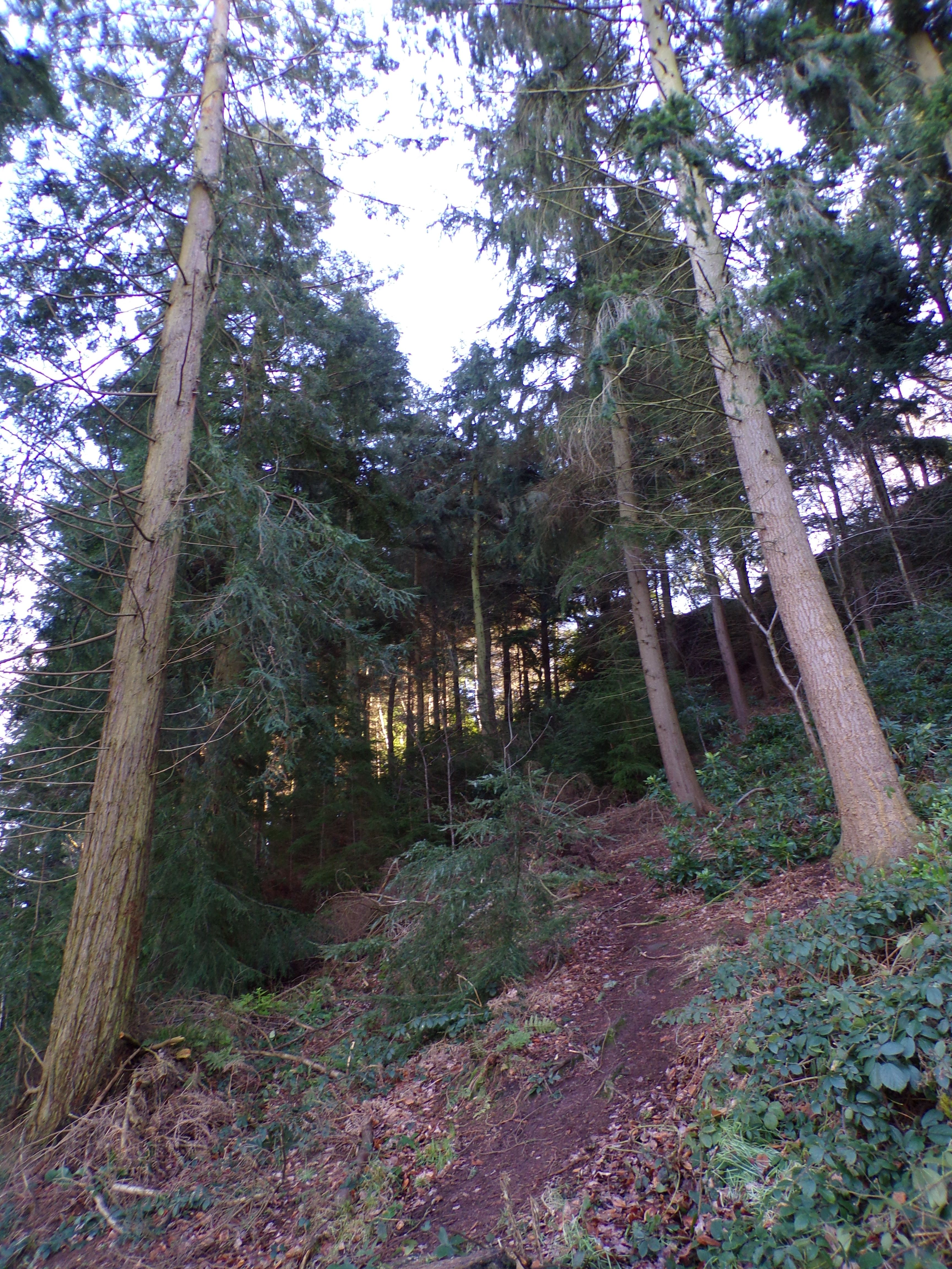 Our woods.JPG