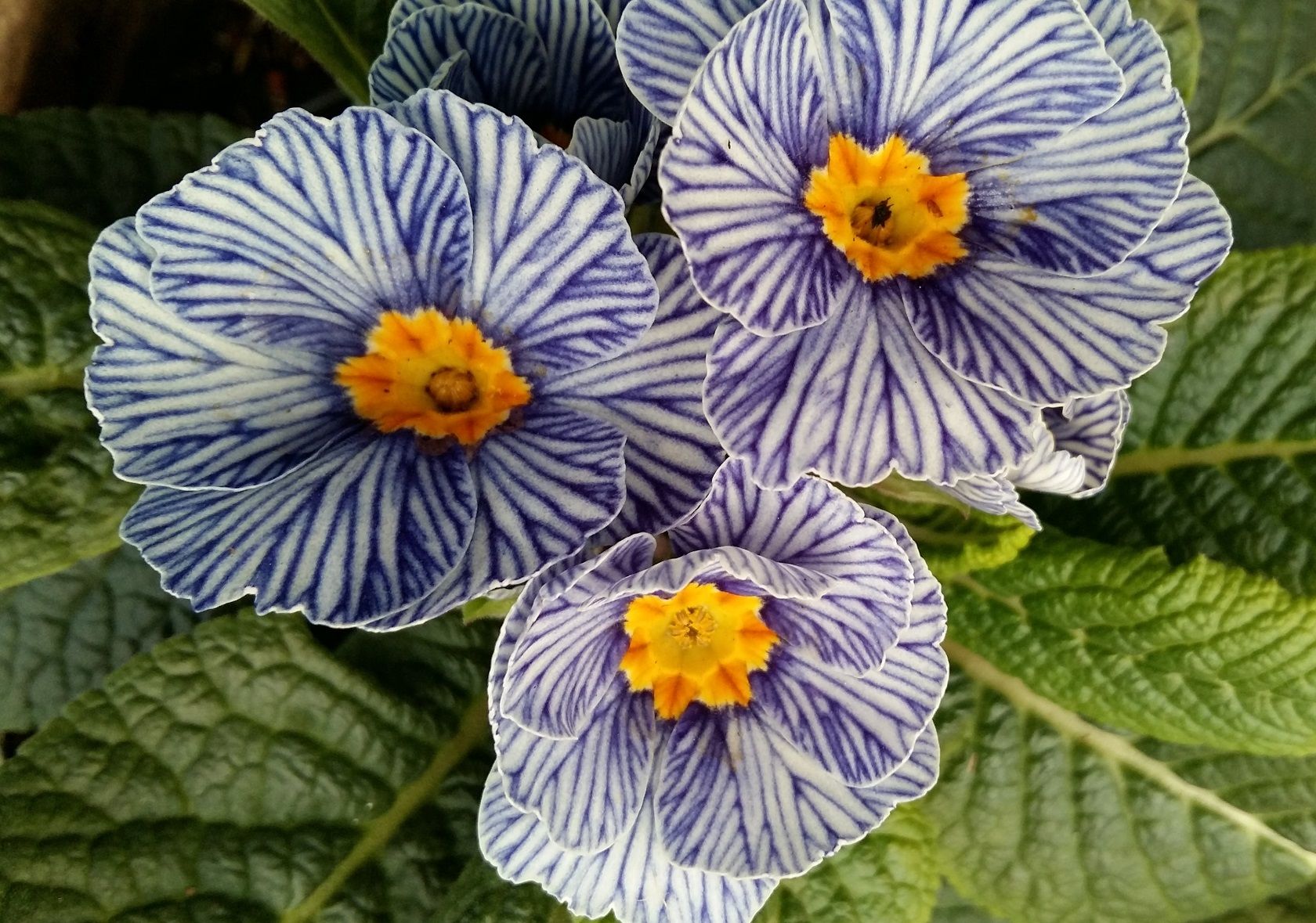 striped primroses.jpg