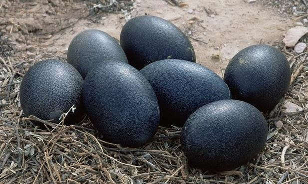 black_egg.jpg