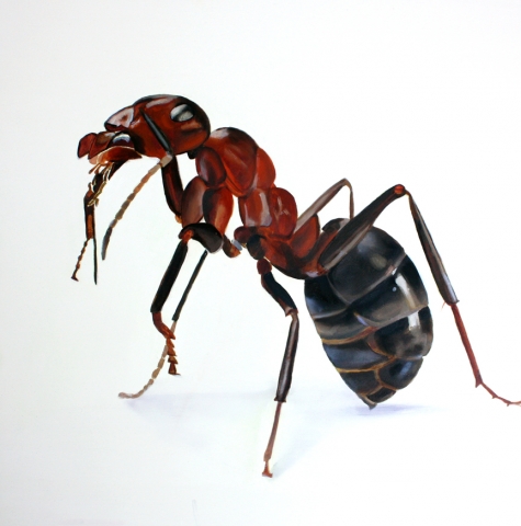 the_ant_other_animals__animals__6ba352610af3f0b54e0cc6616c006b8b.jpg