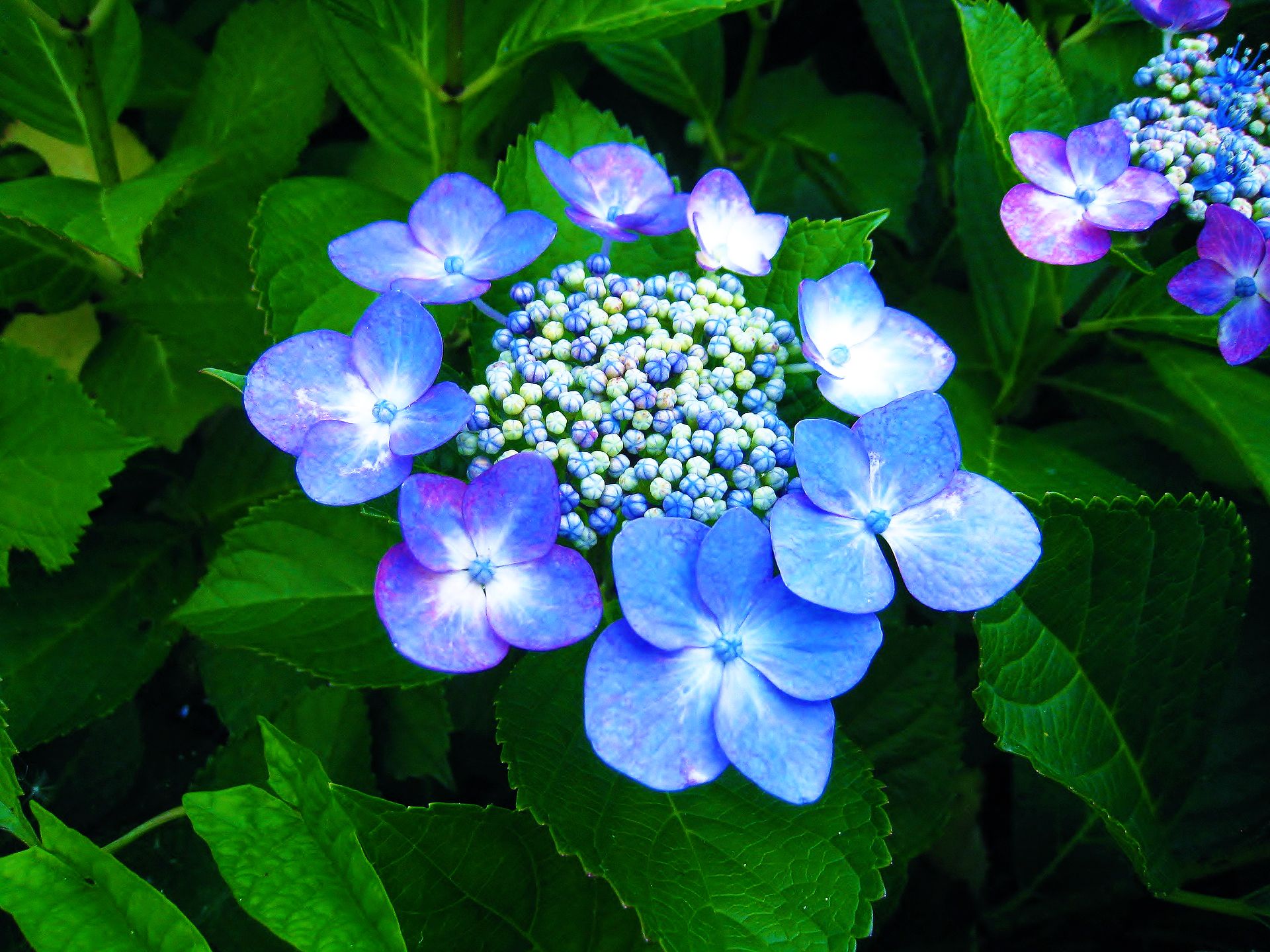 hydrangea-1398725_1920.jpg