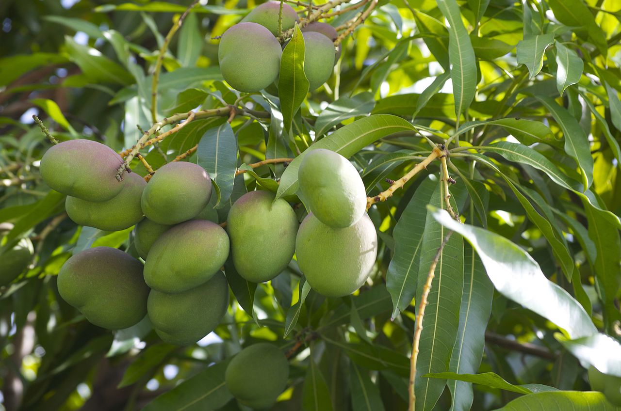 Mango_tree_(22708493).jpg