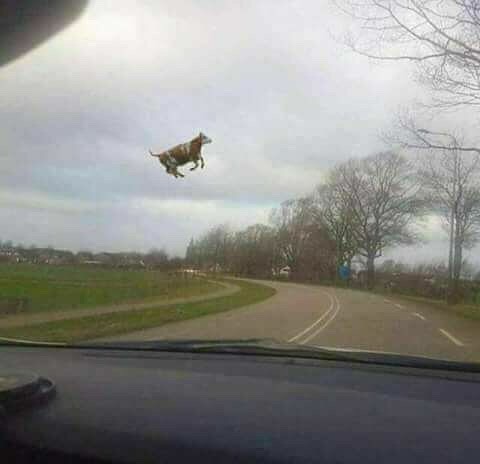 flying cow.jpg