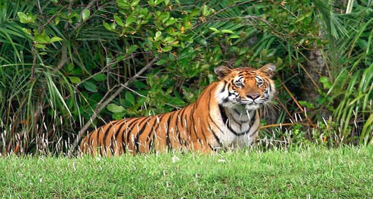 Royal Bengal Tiger.jpg