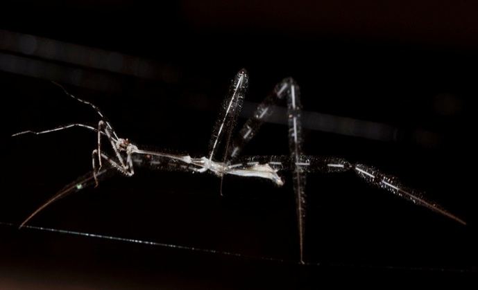 giraffe assassin bug 02 - national geographic.jpg