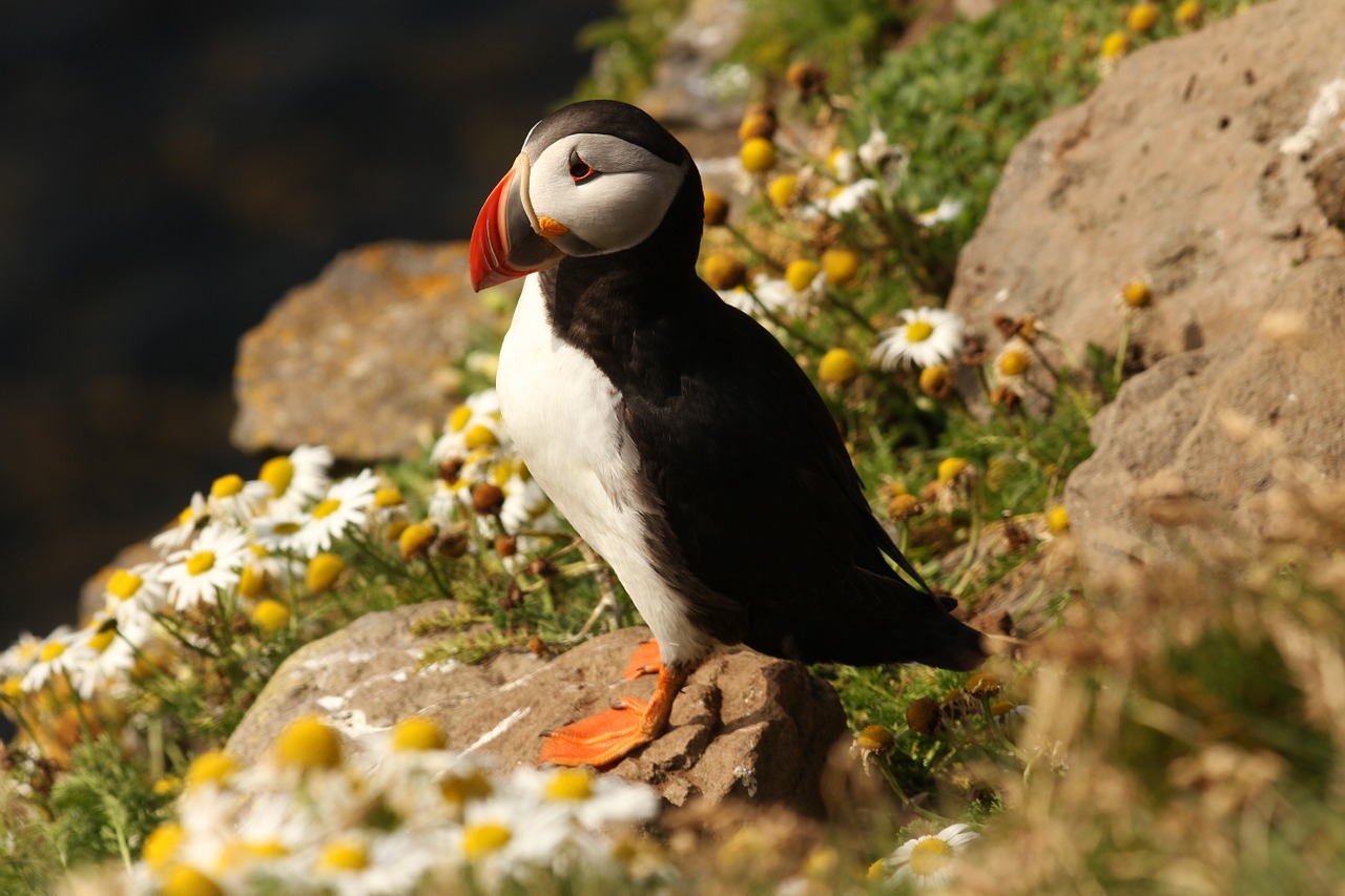 atlantic-puffin-1149707_1280.jpg