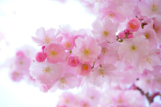 japanese-cherry-blossom.jpeg