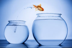 fish-happily-jumping-small-bowl-to-bigger-bowl-41740648.jpg