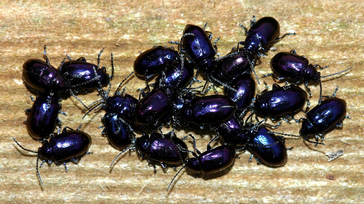 Chrysomelidae Altica pagana-n2-Emu-Valley-Rhodo-Garden.jpg