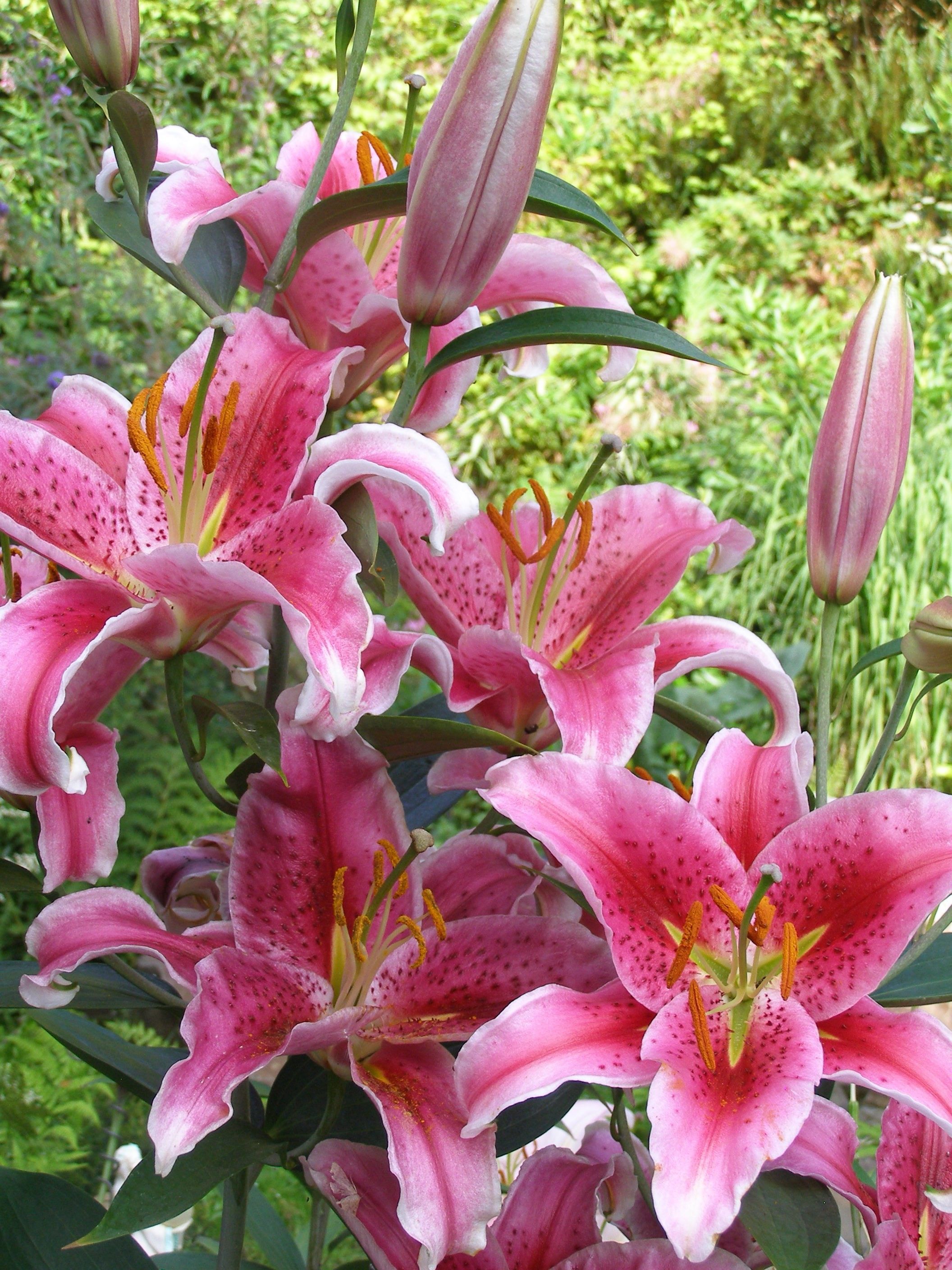 Copy of Star Lily.jpg