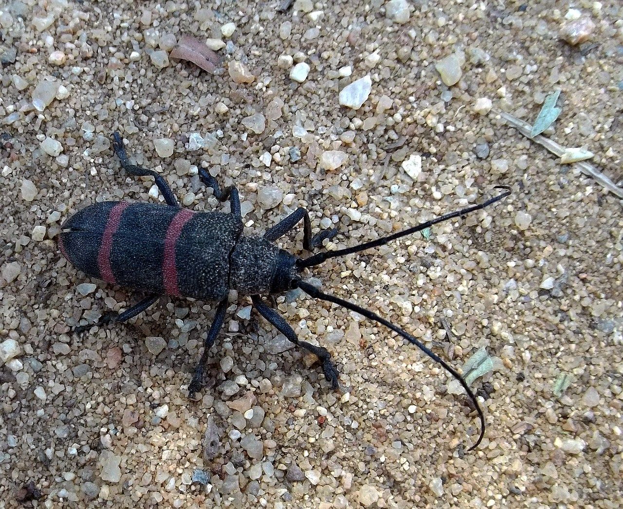 2015 longhorn beetle.JPG