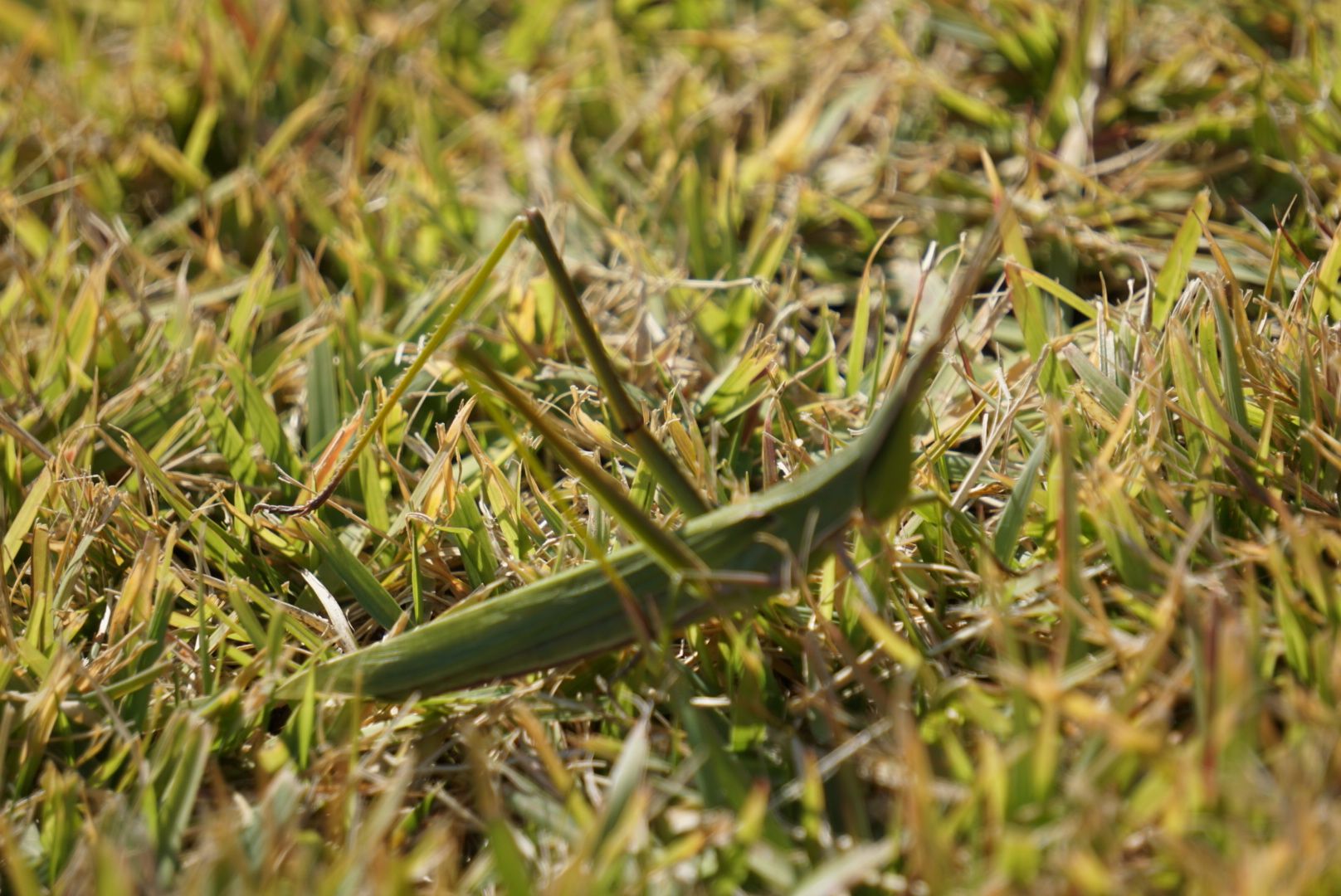 DSC08138.JPG