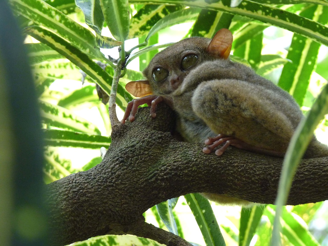 tarsier-2438262_1280.jpg