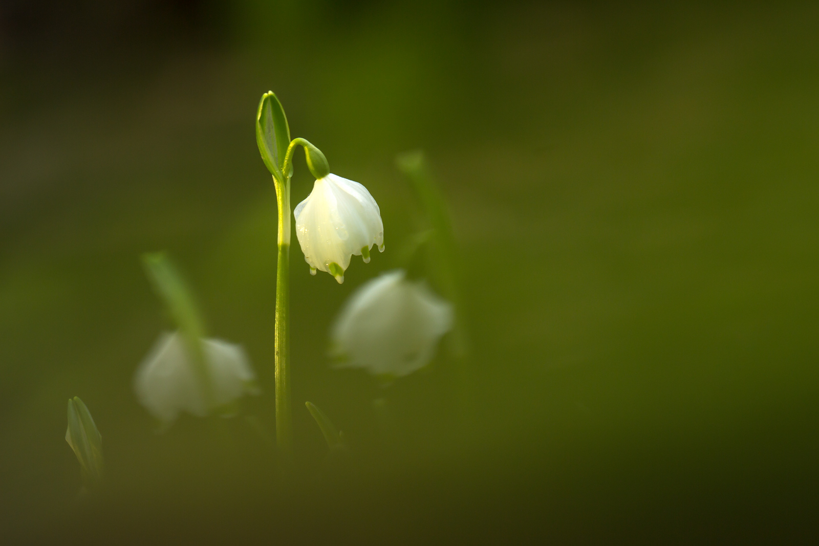 Märzenbecher_(Leucojum vernum)_0960-BF.jpg