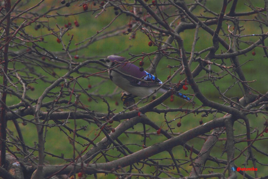 blue jay PFW21-sa0002.JPG