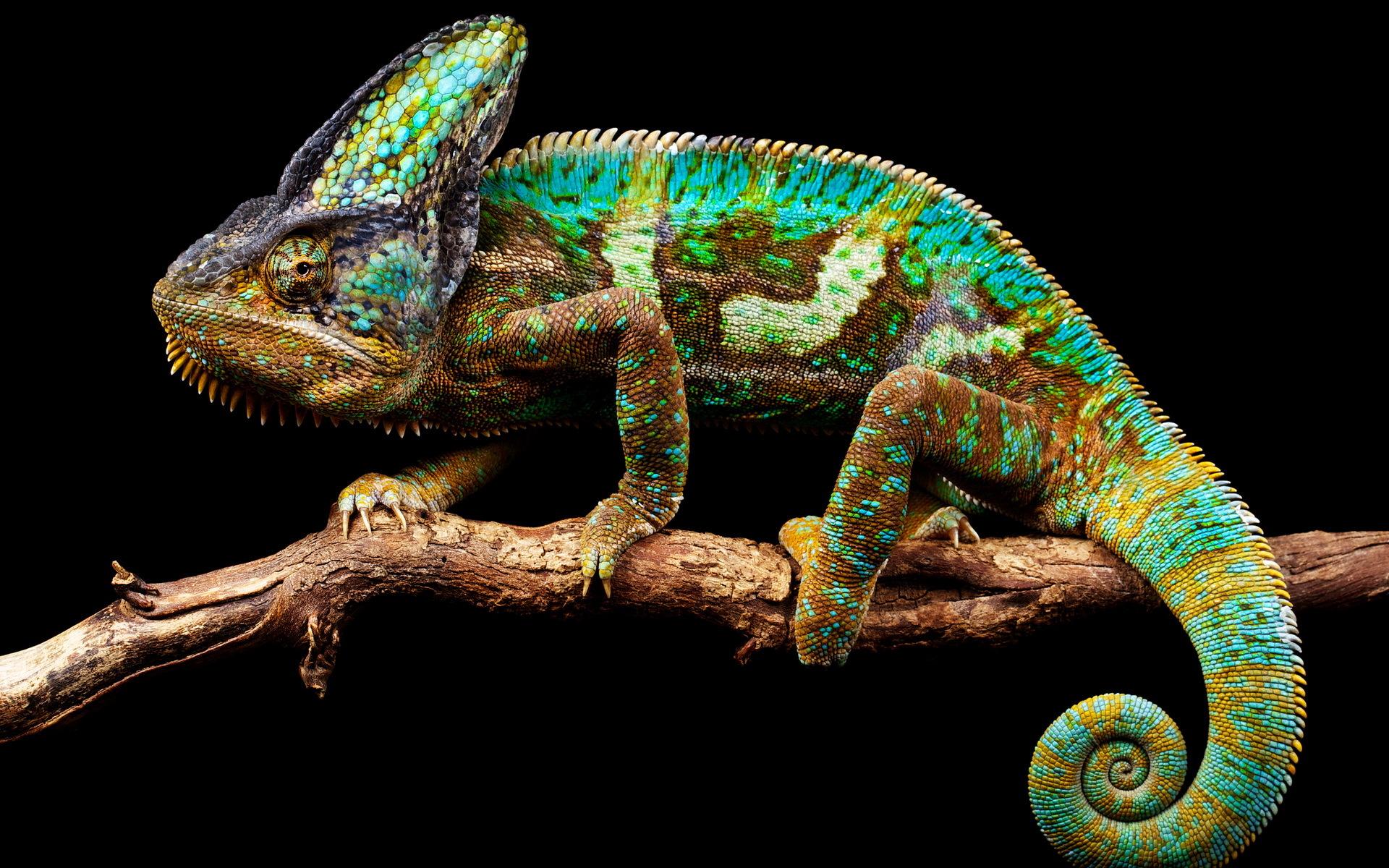 8_chameleon.jpg